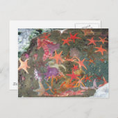 Kleurrijke Zeeen sterren Briefkaart (Voorkant / Achterkant)