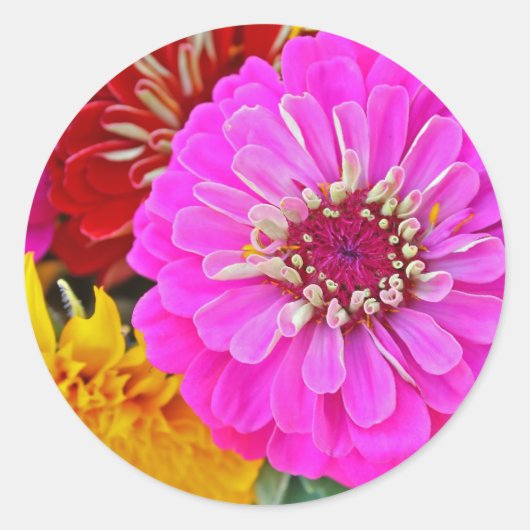 Kleurrijke zinnia bloem ronde sticker (Voorkant)