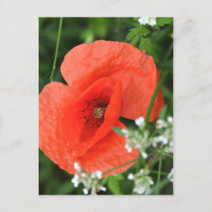 Kleurrijke zomer veld papaver bloem in groene vege briefkaart