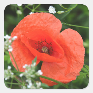 Kleurrijke zomerbloem in groene vegetatie vierkante sticker
