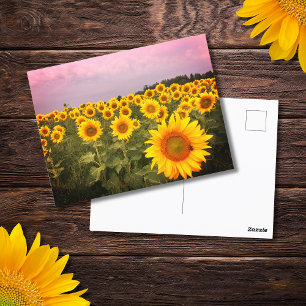 Kleurrijke Zonnebloemen Foto Landfoto Briefkaart