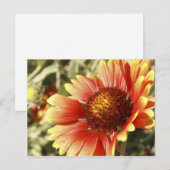 Kleurrijke Zonnige Deken Bloem Gaillardia Foto Briefkaart (Voorkant / Achterkant)