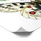 Kleurrijke zweetstaart Butterfly, Caterstyle & Mot Poster (Hoek)