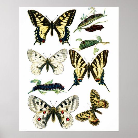 Kleurrijke zweetstaart Butterfly, Caterstyle & Mot Poster (Voorkant)