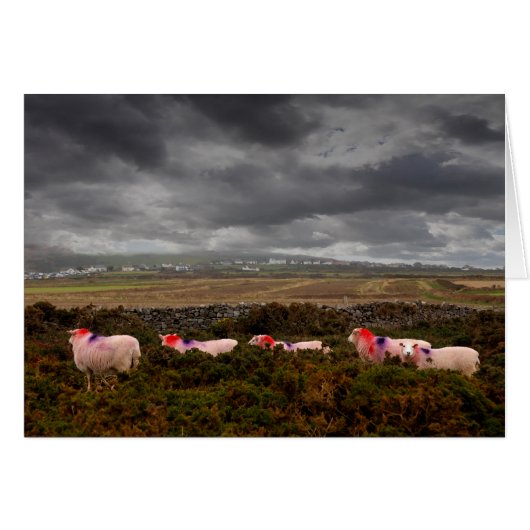 Kleurschapen (Voorkant Horizontaal)