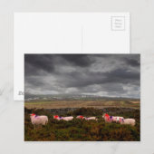 Kleurschapen Briefkaart (Voorkant / Achterkant)