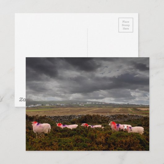 Kleurschapen Briefkaart (Voorkant / Achterkant)