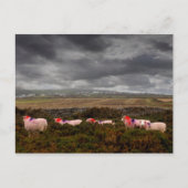 Kleurschapen Briefkaart (Voorkant)