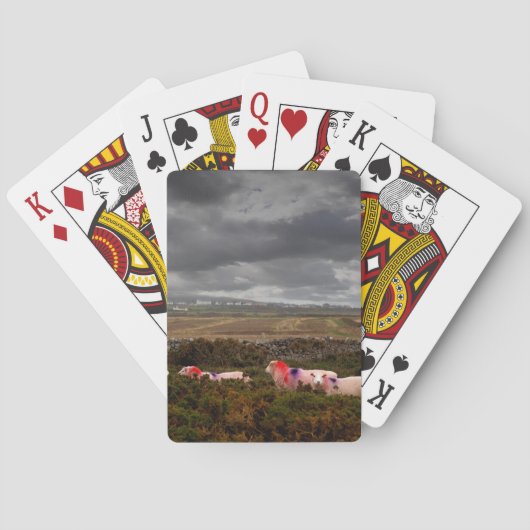 Kleurschapen Pokerkaarten (Achterkant)