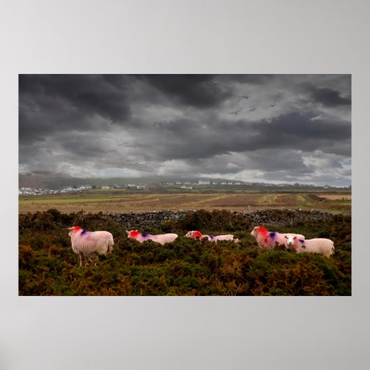 Kleurschapen Poster (Voorkant)