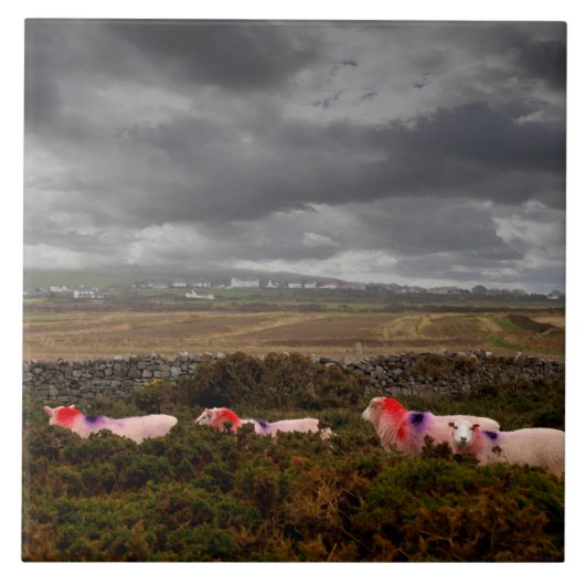 Kleurschapen Tegeltje (Voorkant)