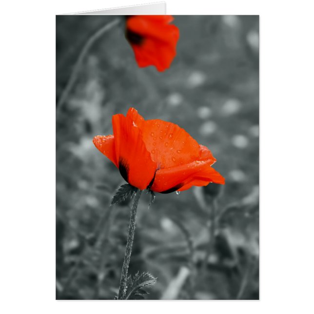 Kleursleutel Poppy Kaart (Voorkant)