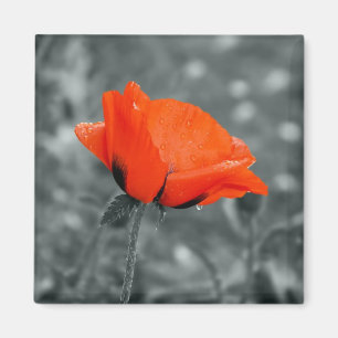 Kleursleutel Poppy Magnet