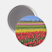 Kleurtulpveld Magneet (Voorkant / Achterkant)