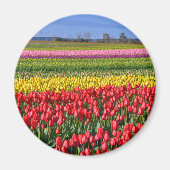 Kleurtulpveld Magneet (Voorkant)