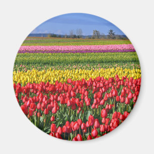 Kleurtulpveld Magneet