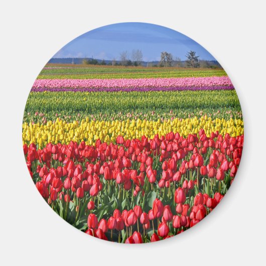 Kleurtulpveld Magneet (Voorkant)