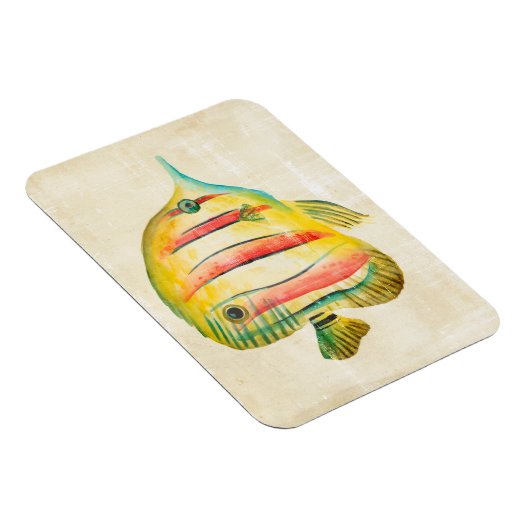 Kleurvis Magneet (Rechterzijde)