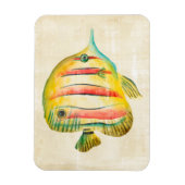 Kleurvis Magneet (Verticaal)