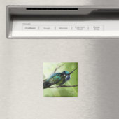 kleurvlieg magneet (Insitu (Vaatwasser))