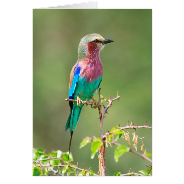 Kleurvogel (Voorkant)