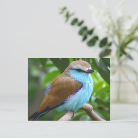 Kleurvogel briefkaart (Staand voorkant)