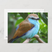 Kleurvogel briefkaart (Voorkant / Achterkant)