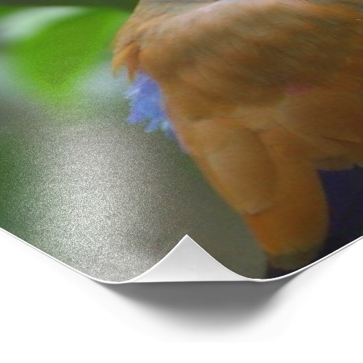 Kleurvogel Foto Afdruk (Hoek)