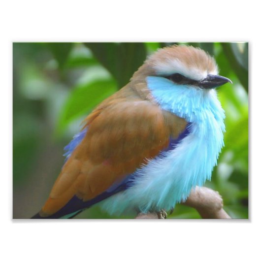 Kleurvogel Foto Afdruk (Voorkant)