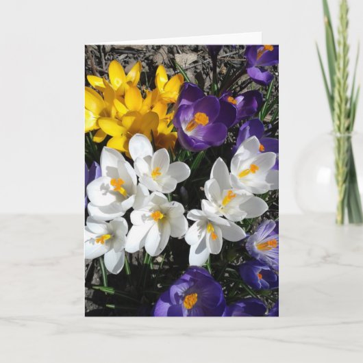 Kleurvolle Crocus Spring Flowers Blank Card Kaart (Voorkant)
