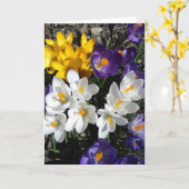 Kleurvolle Crocus Spring Flowers Blank Card Kaart (Gele Bloem)