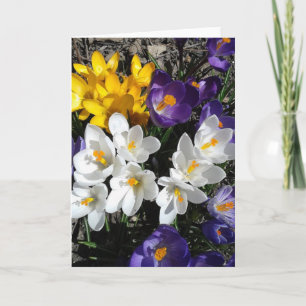 Kleurvolle Crocus Spring Flowers Blank Card Kaart