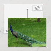 Kleurvolle pauw-kaart briefkaart (Voorkant / Achterkant)