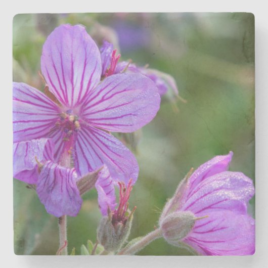 Klevende geranium wilde bloemen stenen onderzetter (Voorkant)