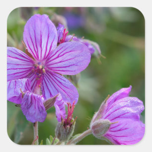 Klevende geranium wilde bloemen vierkante sticker