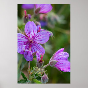Klevende ooievaarsbek wilde bloemen poster