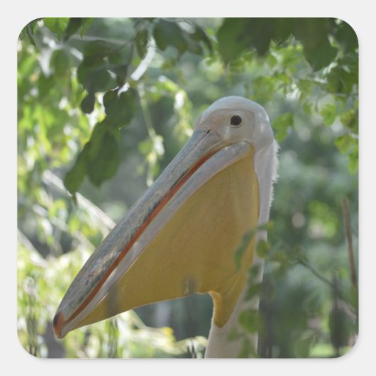 Klikker met grappig pelicaans vierkante sticker (Voorkant)