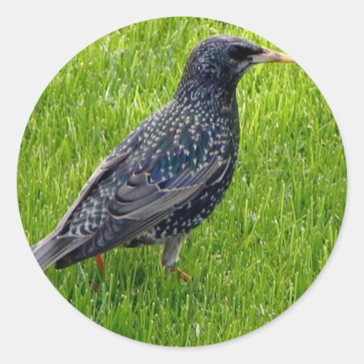Klikker met kleine vogel in het gras ronde sticker (Voorkant)