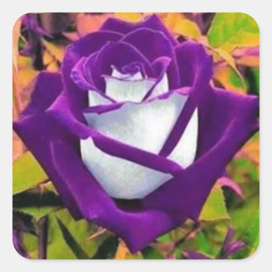 Klikker met paarse en witte roos vierkante sticker (Voorkant)