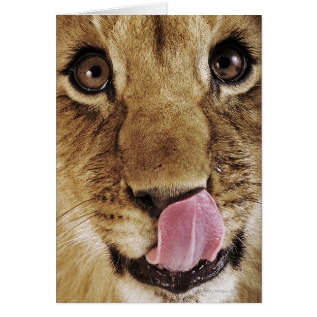 Klikneus (Panthera leo), close-up (Voorkant)