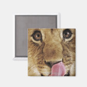Klikneus (Panthera leo), close-up Magneet (Voorkant / Achterkant)