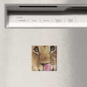 Klikneus (Panthera leo), close-up Magneet (Insitu (Vaatwasser))