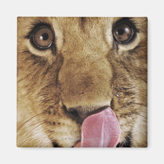 Klikneus (Panthera leo), close-up Magneet (Voorkant)