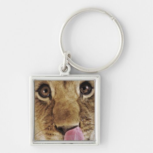 Klikneus (Panthera leo), close-up Sleutelhanger (Voorkant)