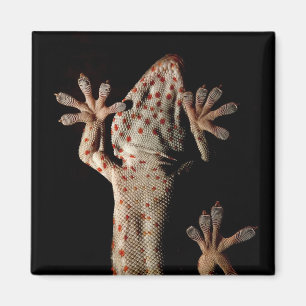 Klim Gekko Magnet