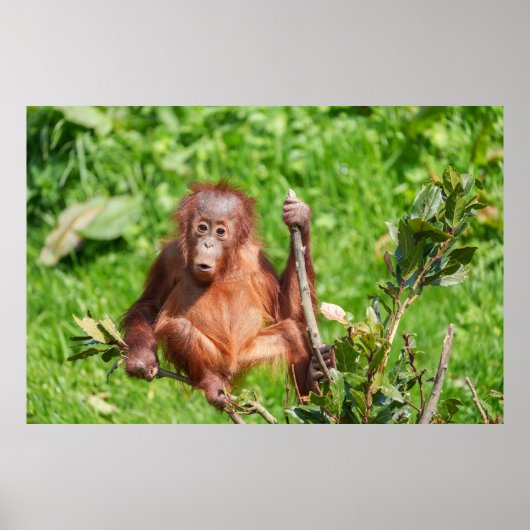 Klim Orangutan Baby Poster (Voorkant)