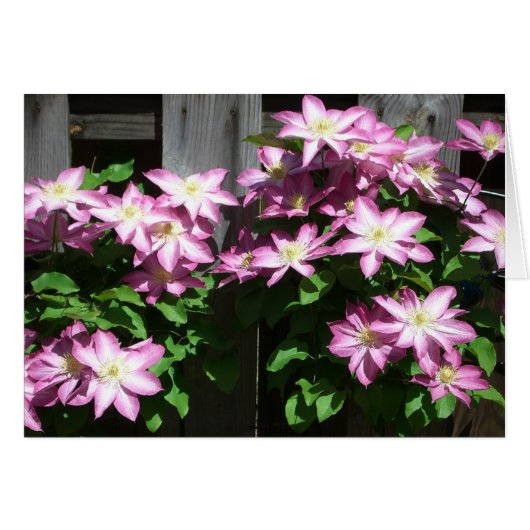 Klimaatbloemen van Clematis Paarse lentevloeren (Voorkant Horizontaal)
