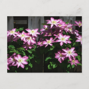 Klimaatbloemen van Clematis Paarse lentevloeren Briefkaart