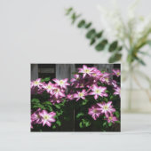 Klimaatbloemen van Clematis Paarse lentevloeren Briefkaart (Staand voorkant)