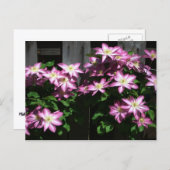 Klimaatbloemen van Clematis Paarse lentevloeren Briefkaart (Voorkant / Achterkant)